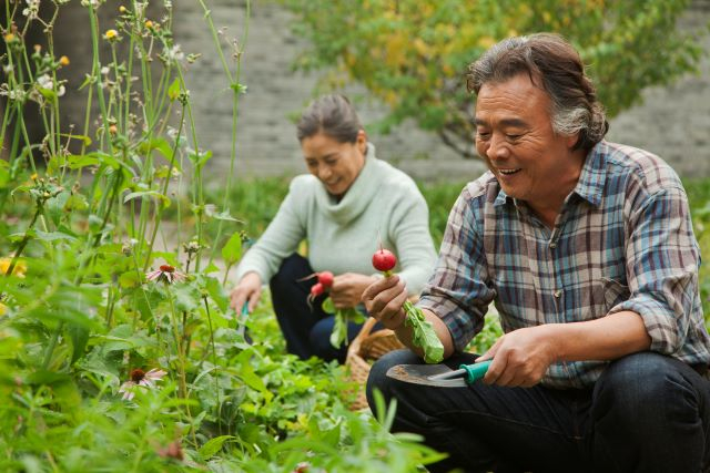 Couple de personnes retraitées souriant en train d’examiner des radis dans leur jardin. 